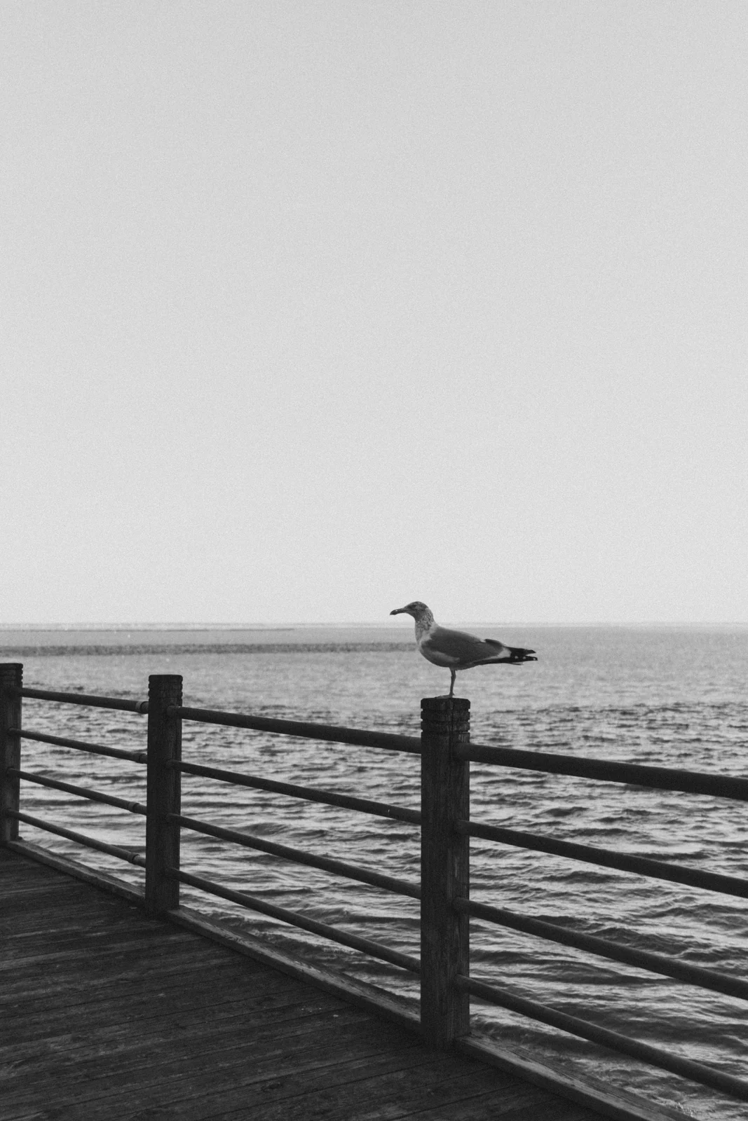 A gull on a pier railing above flat water under a white sky, graded with GX-05 NULL_CHROMA