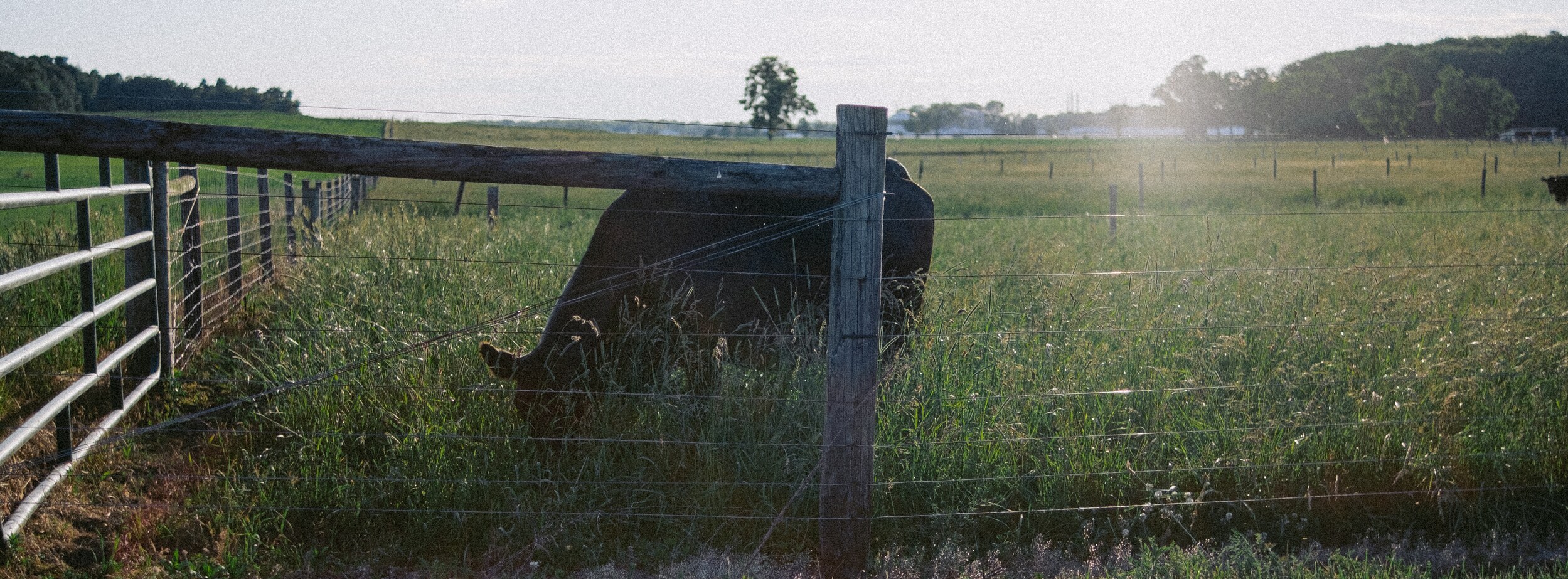 Before and after pair 2 for this pack, the same frame graded with GX—05 Pasture